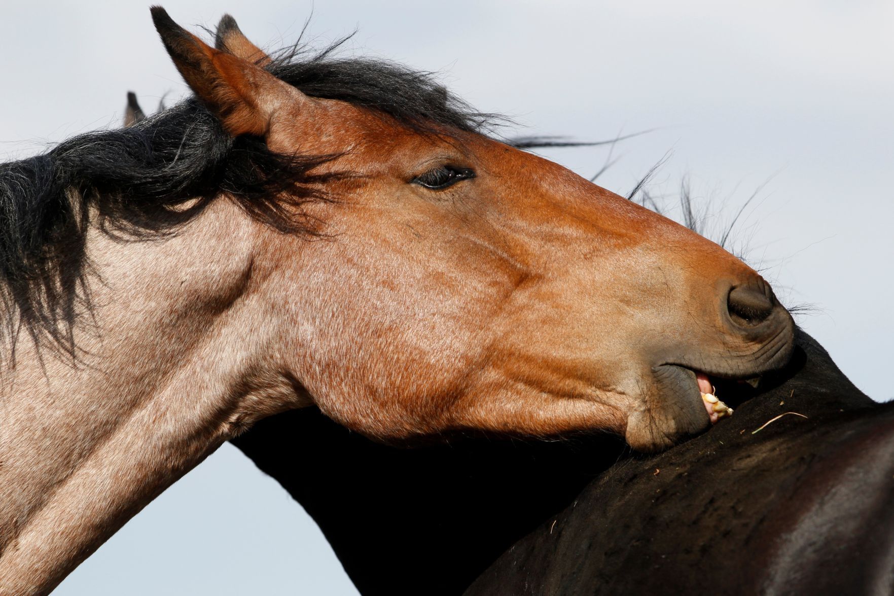 Horses grooming